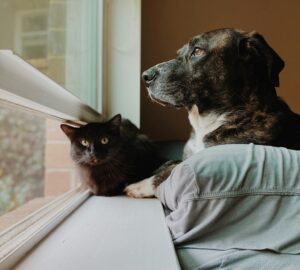 Black cat and large dog resting together by a window, peacefully looking outside.