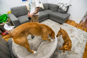 Two dogs playing on a dirty rug in a cluttered living room, next to a man holding a drink.
